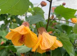 Image result for Abutilon