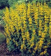 Check spelling or type a new query. Lysimachia Punctata Yellow Loosestrife Great Options For Tall Landscaping This Particular One Spreads Though Yellow Perennials Perrenial Flowers Flowers Uk