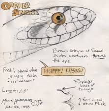 Download snake drawing and use any clip art,coloring,png graphics in your website, document or presentation. How To Draw Snakes John Muir Laws