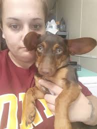 Lost dog: Honey, blue collar, black leash