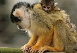 Vrolijke aap dieren apen dieren plaatjes. Plaatje Apen Rekreavakkrant