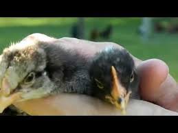 Of my three chicks, one has begun its attempts to greet the day with a feeble shout out. How To Tell Hens From Roosters With 3 Week Old Chicks Youtube