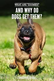 What Are Zoomies And Why Do Dogs Get Them In 2020 Dogs Pig Dog Teacup Pigs