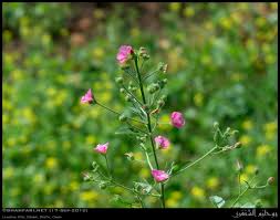 Image result for Talinum portulacifolium