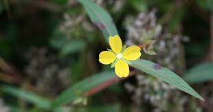 Image result for Ludwigia octovalvis