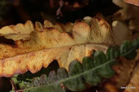 Pennsylvania Native Plants 1