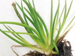 Image result for Isoetes