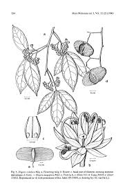 Image result for Illigera