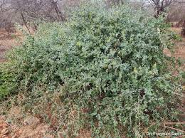 Image result for Cadaba farinosa