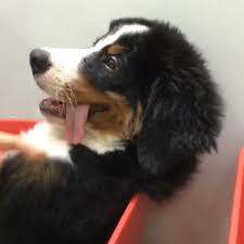 Bernese Mountain Dog Puppy Black And White Chopp On Instagram Apos Esperar Um Pouquinho No Dermatologista Meunomeechopp Mountain Dogs Puppies Dogs