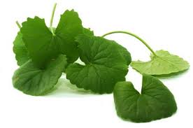Selain dimakan mentah sebagai ulam pegaga juga boleh dimasak lemak dan dijadikan kerabu. Pegaga Dalam L Oreal Centella Essence Water Memang Best Ok