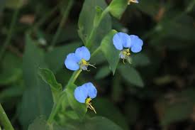 Image result for Commelina kotschyi