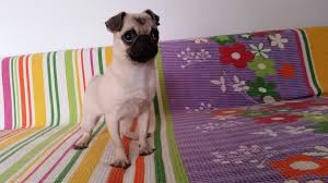 Pug Yavru Disi Sahibinden 234707 Bikopek Com