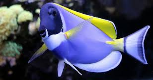 A home aquarium is likely one of the. Best Protein Skimmer For A 200 Gallon Tank The Pet Supply Guy
