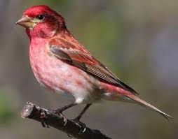 But that's only the start of the confusion around these two doppelgangers. Finch Beaks Creation Com