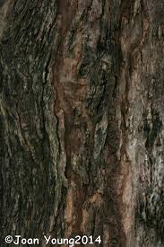 Image result for Hexalobus