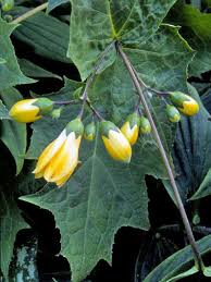 Deer can cause a great deal of damage to a garden in a very short time. Deer Busters The Top Deer Resistant Plants For The Pacific Northwest Deer Resistant Plants Deer Resistant Garden Shade Garden Plants