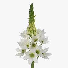 Image result for Ornithogalum