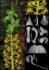 Image result for Liparis