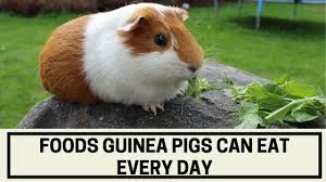 Mature guinea pigs (over 6 months) feed 1/8 cup pellets daily in addition to unlimited grass hay. Foods Guinea Pigs Can Eat Every Day The Kitty Expert