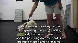 Some dogs have the tendency to guard resources while others don't. Resource Guarding In Dogs What To Do And What Not To Do