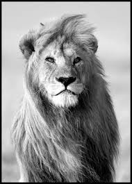 Black And White Lion And Lioness Picture A Beautiful Black And White Photo Poster Of A Majestic Lion The Lion S Mane Makes It Look Extremely Powerful Lion Poster Black And White Posters Lions Photos