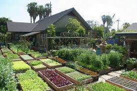 20 Inspiring Homestead Farm Garden Layout And Design Ideas With Images Garden Layout Urban Garden Backyard Garden