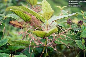 Image result for Boehmeria