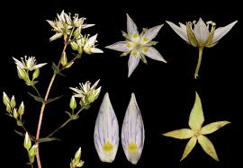 Image result for Swertia