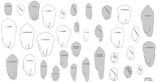 Image result for Courtoisina assimilis