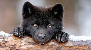 Image result for wolf cub