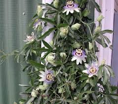 Image result for Passiflora caerulea