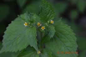 Image result for Galinsoga parviflora