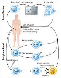 Adoptive Transfer Of T Cells Is A Powerful Approach For The Treatment Download Scientific Diagram