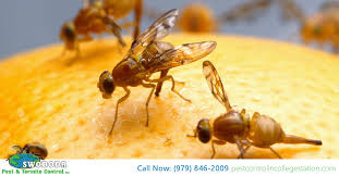 fruit flies, drain flies, house and