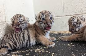 Rare Amur tiger cubs born at the Minnesota Zoo