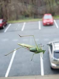 Females most typically lay their eggs at the end of summer beneath the soil or in plant stem holes. Biofiles Fork Tailed Bush Katydid Scudderia Furcata