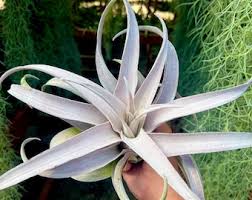 Image result for Streptocarpus goetzei