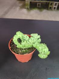 Image result for Huernia procumbens