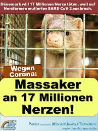 In dänemark ist das coronavirus mutiert und auf mehrere menschen übergesprungen. Danemark Will 17 Millionen Nerze Toten Partei Mensch Umwelt Tierschutz