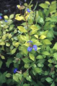 Image result for Ceratostigma willmottianum
