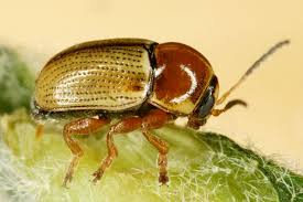 Image result for Allophylus fulvotomentosus