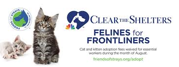 Browse for kittens for adoption near me, then find your best friend here at the persian kittens. Felines For Frontliners Fee Waived Cat Adoptions At Friends Of Strays For Essential Workers The Month Of August Friends Of Strays Cat And Dog Adoption In St Petersburg Fl