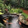 Bagi pecinta binatang air, memikirkan desain kolam tentu menjadi hal utama yang wajib dilakukan. 1