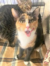 Carson City's Catmandu introduces their Cats of the Week: Mona and Lucy