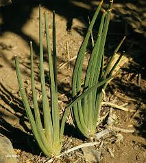 Image result for Sansevieria pearsonii