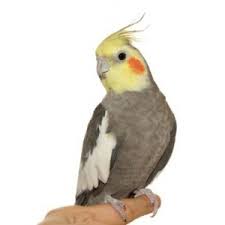 The horticulture experts at the cheyenne botanic gardens recommend setting your christmas cactus in a poinsettia is famously poisonous to dogs and cats. Keep Your Pet Bird Out Of The Er This Holiday Pet Birds By Lafeber Co