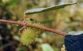 Image result for Triumfetta dekindtiana