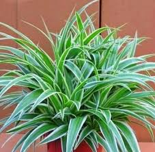 We did not find results for: 10 Tanaman Hias Daun Terbaik Sumber Kesejukan Dalam Ruangan Star Farm International