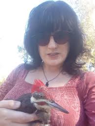 Who takes in wild birds for rehabilitation between Mattawa and Midland?